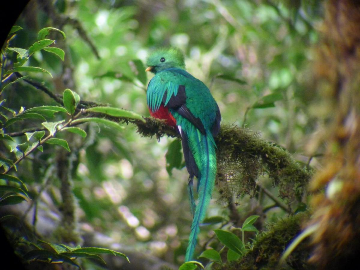 Monteverde Lodge & Gardens By Boeena Екстер'єр фото