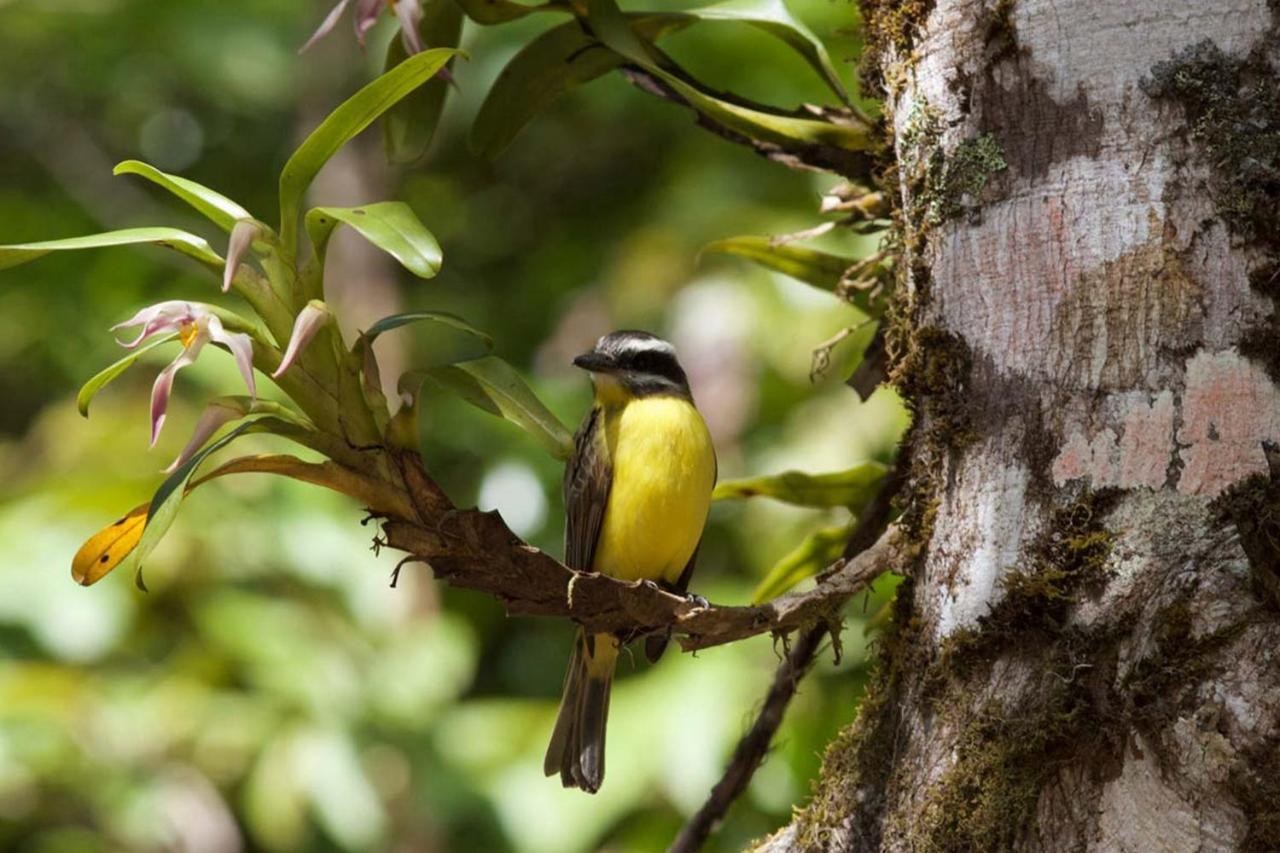 Monteverde Lodge & Gardens By Boeena Екстер'єр фото