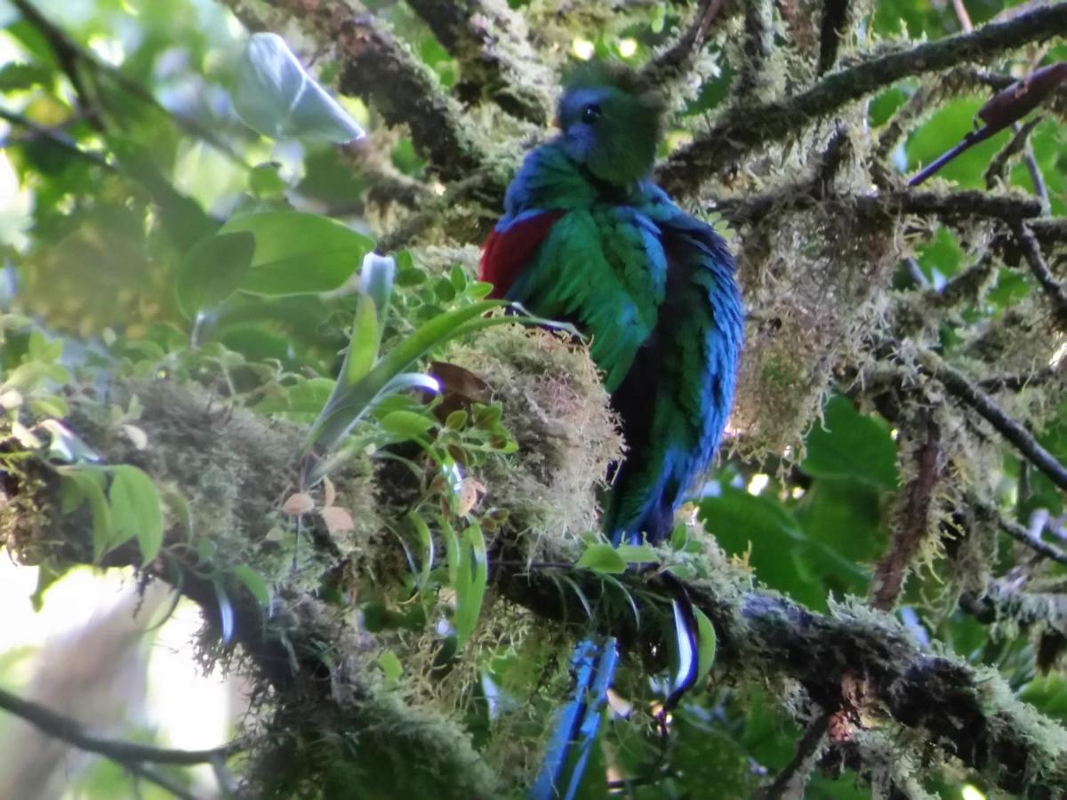 Monteverde Lodge & Gardens By Boeena Екстер'єр фото